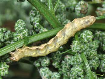  Chenille de Pelurga comitata L. - ©Philippe Mothiron