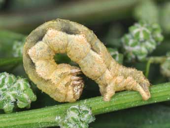  Chenille de Pelurga comitata L. - ©Philippe Mothiron