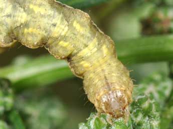  Chenille de Pelurga comitata L. - ©Philippe Mothiron