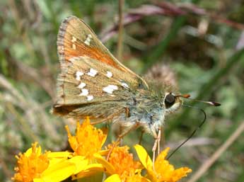 Hesperia comma L. adulte - Philippe Mothiron