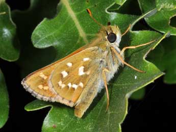 Hesperia comma L. adulte - Philippe Mothiron