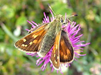 Hesperia comma L. adulte - Patrick Gros