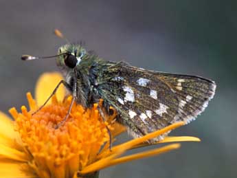 Hesperia comma L. adulte - ©Tristan Lafranchis