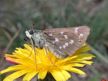 Hesperia comma L. adulte - Philippe Mothiron