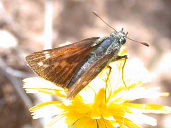 Hesperia comma L. adulte - ©Philippe Mothiron