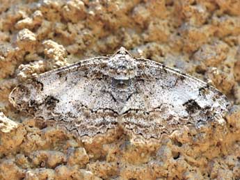 Paradarisa consonaria Hb. adulte - Daniel Morel
