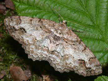 Paradarisa consonaria Hb. adulte - Philippe Mothiron