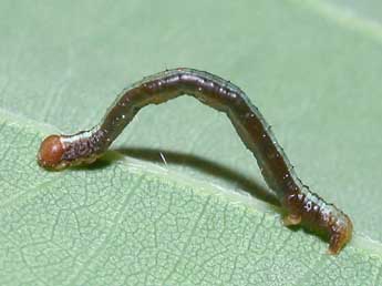  Chenille de Paradarisa consonaria Hb. - Philippe Mothiron