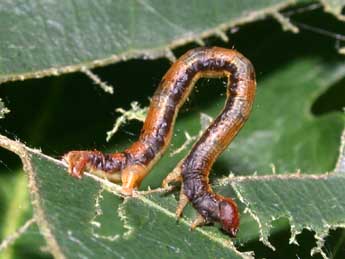  Chenille de Paradarisa consonaria Hb. - Philippe Mothiron