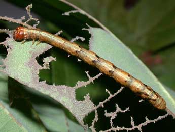  Chenille de Paradarisa consonaria Hb. - Philippe Mothiron