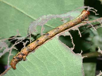  Chenille de Paradarisa consonaria Hb. - Philippe Mothiron