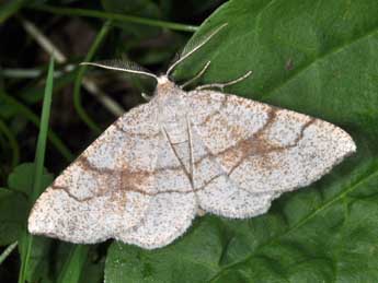 Adactylotis contaminaria Hb. adulte - Philippe Mothiron