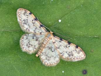 Idaea contiguaria Hb. adulte - ©Daniel Morel