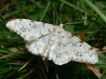 Idaea contiguaria Hb. adulte - Philippe Mothiron