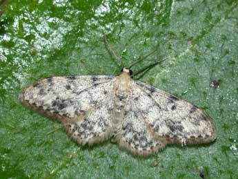 Idaea contiguaria Hb. adulte - ©Philippe Mothiron