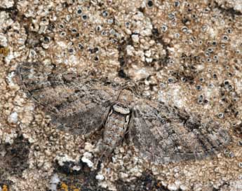 Eupithecia cooptata Dietze adulte - Daniel Morel