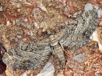 Eupithecia cooptata Dietze adulte - ©Daniel Morel