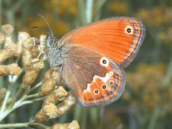 Coenonympha corinna Hb. adulte - Philippe Mothiron