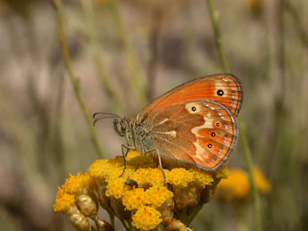 Coenonympha corinna Hb. adulte - Philippe Mothiron