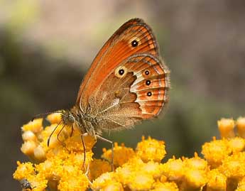 Coenonympha corinna Hb. adulte - Philippe Mothiron