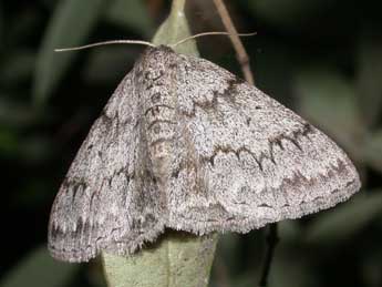 Pseudoterpna coronillaria Hb. adulte - Philippe Mothiron