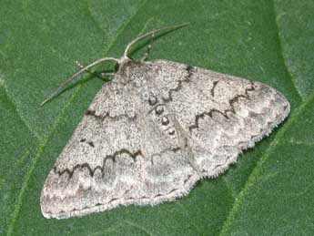 Pseudoterpna coronillaria Hb. adulte - Philippe Mothiron