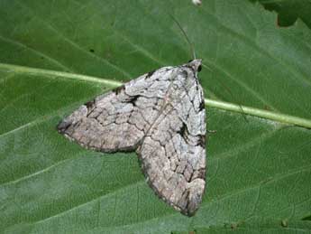 Aplocera corsalta Schaw. adulte - Philippe Mothiron