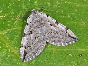 Aplocera corsalta Schaw. adulte - Philippe Mothiron