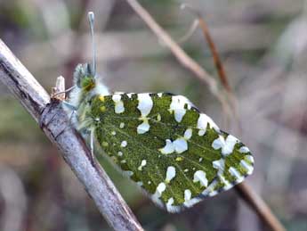 Euchloe crameri Butler adulte - ©Daniel Morel