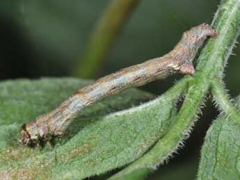  Chenille de Ectropis crepuscularia D. & S. - ©Philippe Mothiron