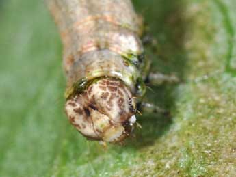  Chenille de Ectropis crepuscularia D. & S. - ©Philippe Mothiron