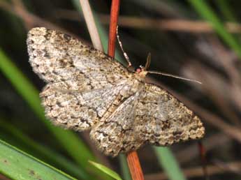 Ectropis crepuscularia D. & S. adulte - Philippe Mothiron