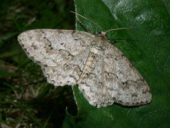 Ectropis crepuscularia D. & S. adulte - Philippe Mothiron