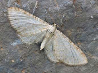 Eupithecia cretaceata Packard adulte - Daniel Morel