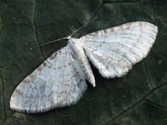 Eupithecia cretaceata Packard adulte - Daniel Morel