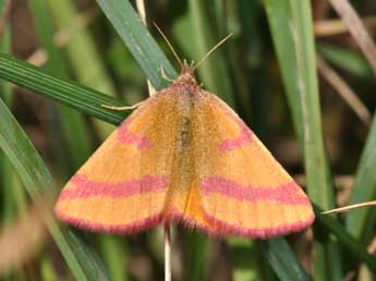 Lythria cruentaria Hfn. adulte - Philippe Mothiron