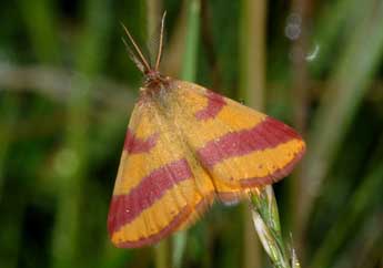 Lythria cruentaria Hfn. adulte - ©Franois Spill