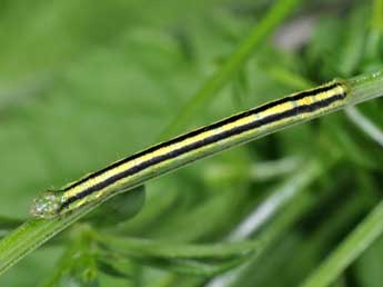  Chenille de Catarhoe cuculata Hfn. - ©Philippe Mothiron