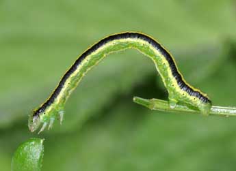  Chenille de Catarhoe cuculata Hfn. - ©Philippe Mothiron