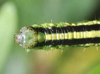  Chenille de Catarhoe cuculata Hfn. - ©Philippe Mothiron