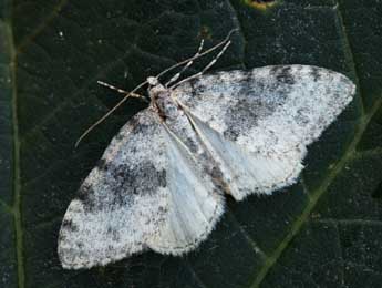 Entephria cyanata Hb. adulte - Daniel Morel