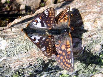 Euphydryas cynthia D. & S. adulte - Patrick Gros