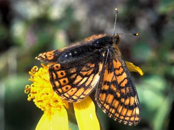 Euphydryas cynthia D. & S. adulte - Tristan Lafranchis