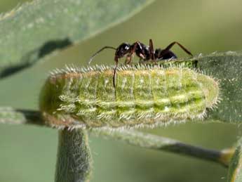  Chenille de Polyommatus damon D. & S. - Tristan Lafranchis