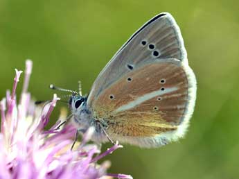 Polyommatus damon D. & S. adulte - Daniel Morel