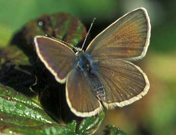 Polyommatus damon D. & S. adulte - Tristan Lafranchis