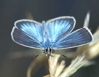 Polyommatus damon D. & S. adulte - ©Tristan Lafranchis