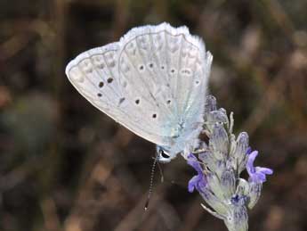 Polyommatus daphnis D. & S. adulte - Philippe Mothiron