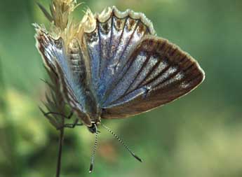 Polyommatus daphnis D. & S. adulte - Tristan Lafranchis