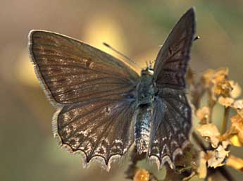 Polyommatus daphnis D. & S. adulte - Tristan Lafranchis